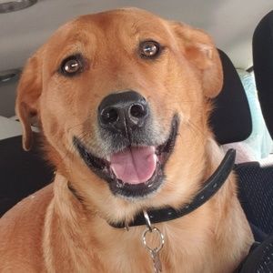 Meet your Posher, Dawn